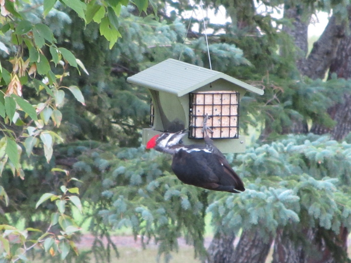 Pileated Woodpecker - ML67934231