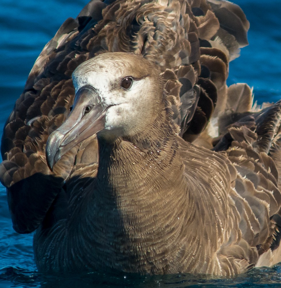 Black-footed Albatross - Matthew Cameron
