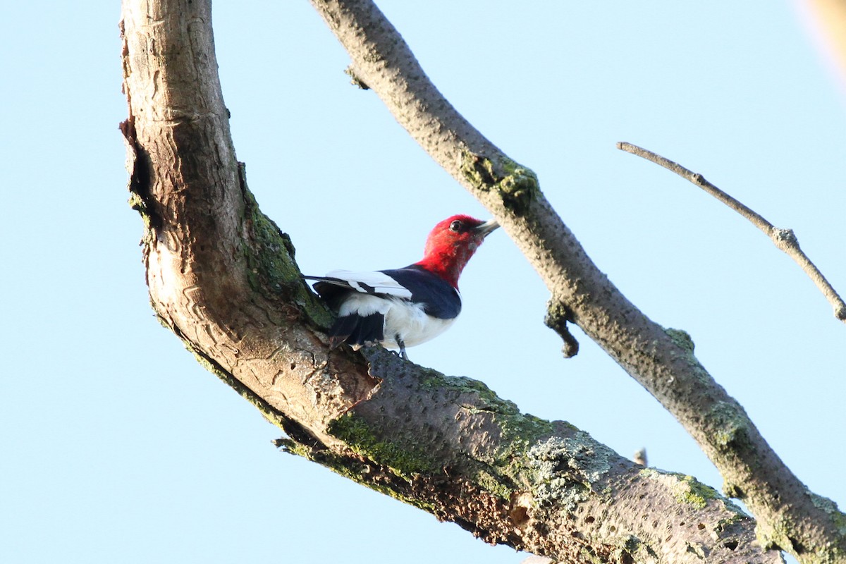 Red-headed Woodpecker - Geoffrey A. Williamson