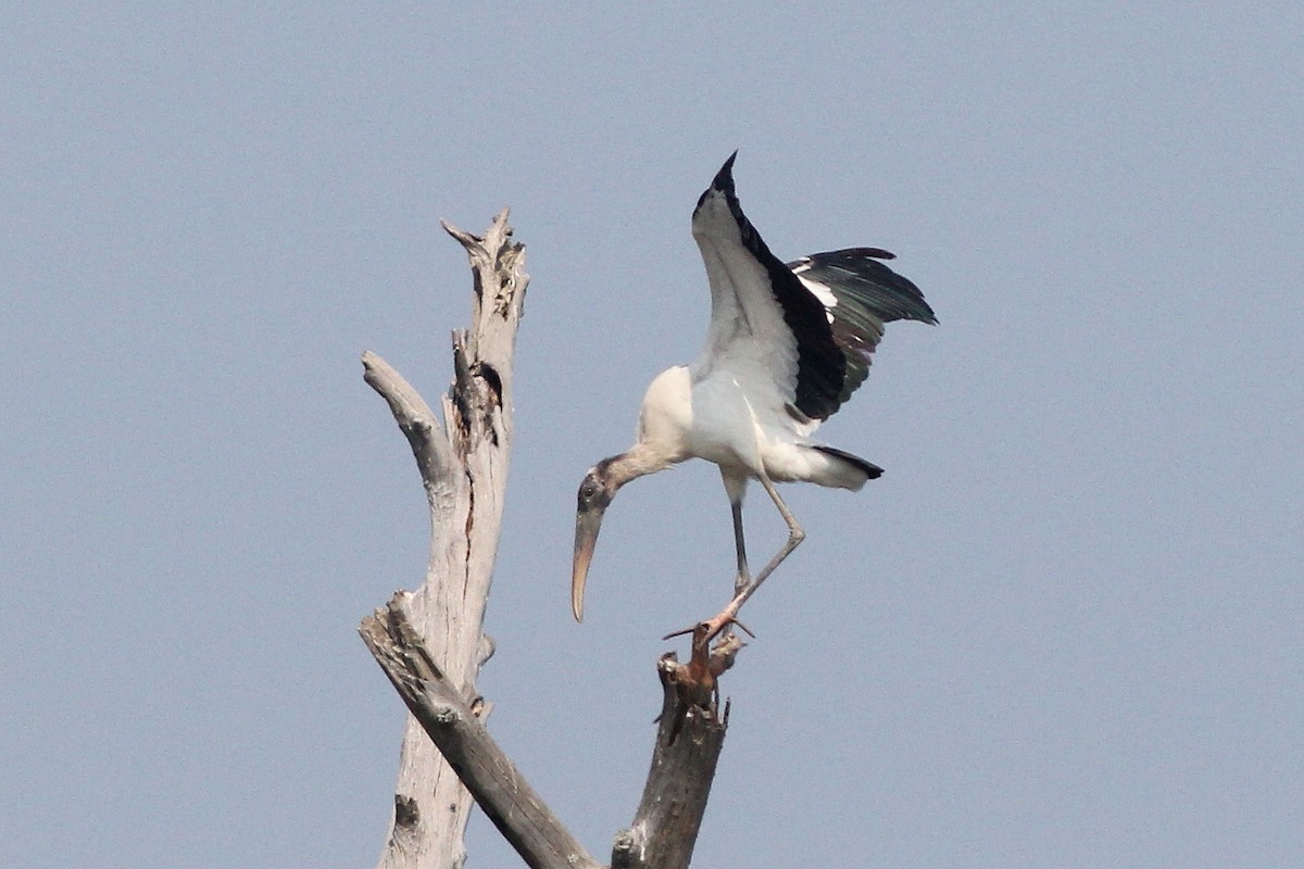 Wood Stork - Timothy P. Jones