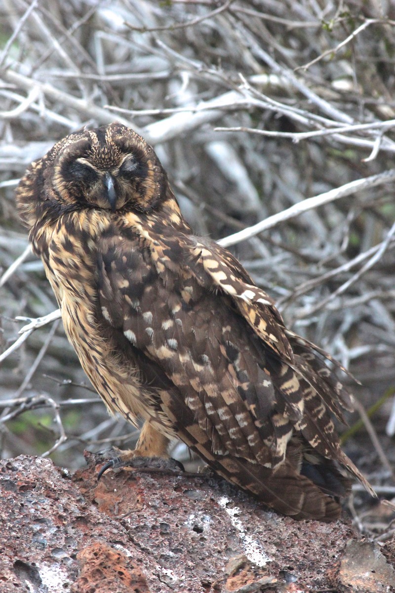 Short-eared Owl (Galapagos) - ML67939631