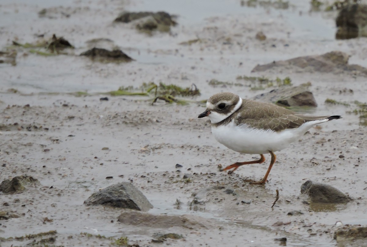 Semipalmated Plover - ML67942991