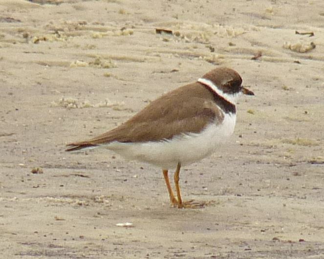 Semipalmated Plover - ML67950771