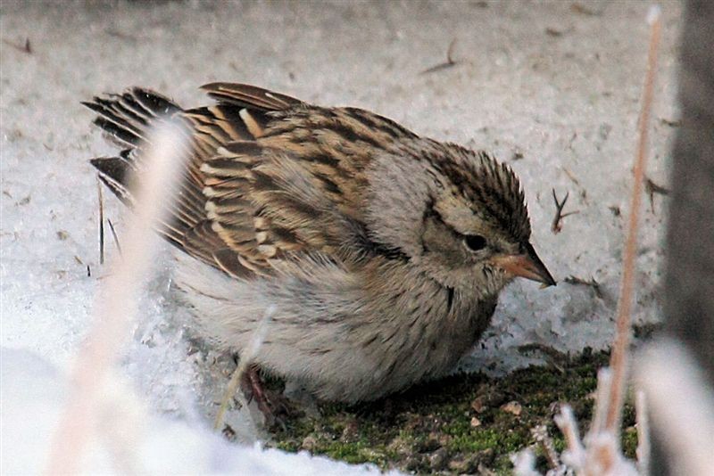 Chipping Sparrow - James Helmericks