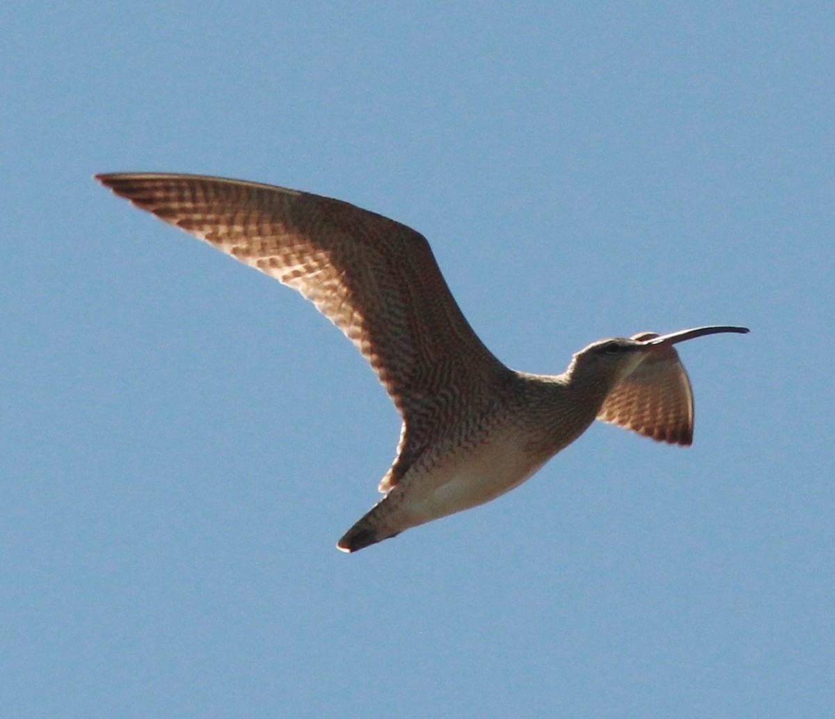 Whimbrel - Debby Parker