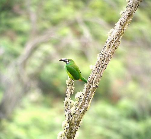 Southern Emerald-Toucanet - Anthony Collerton