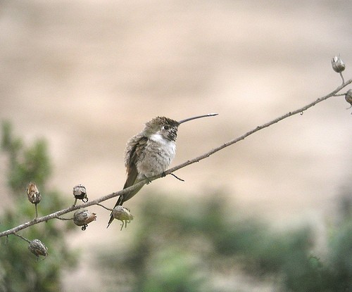 Oasis Hummingbird - Anthony Collerton