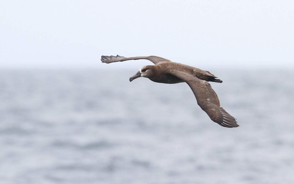 Black-footed Albatross - Christoph Moning