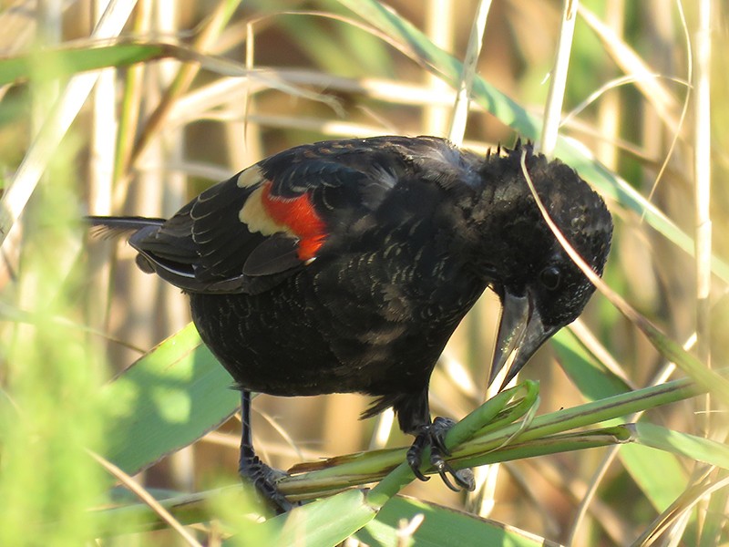 Red-winged Blackbird - Karen Lebing