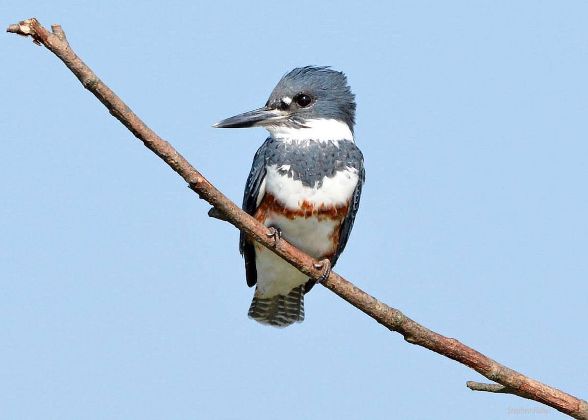 Belted Kingfisher - ML67963801