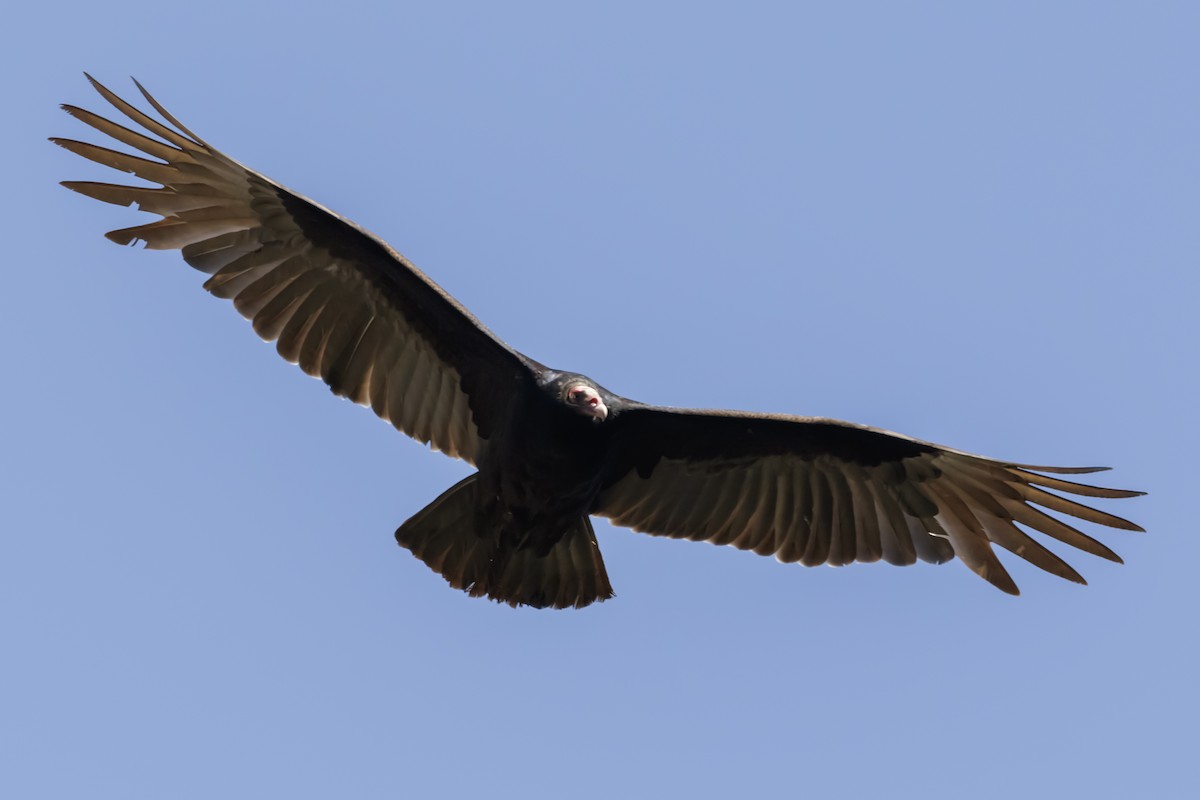 Turkey Vulture - Gustavo Masuzzo