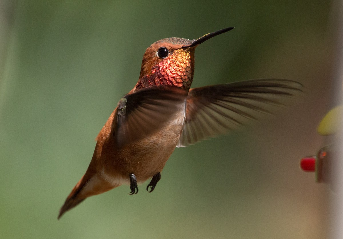 Rufous Hummingbird - Gwen Starrett