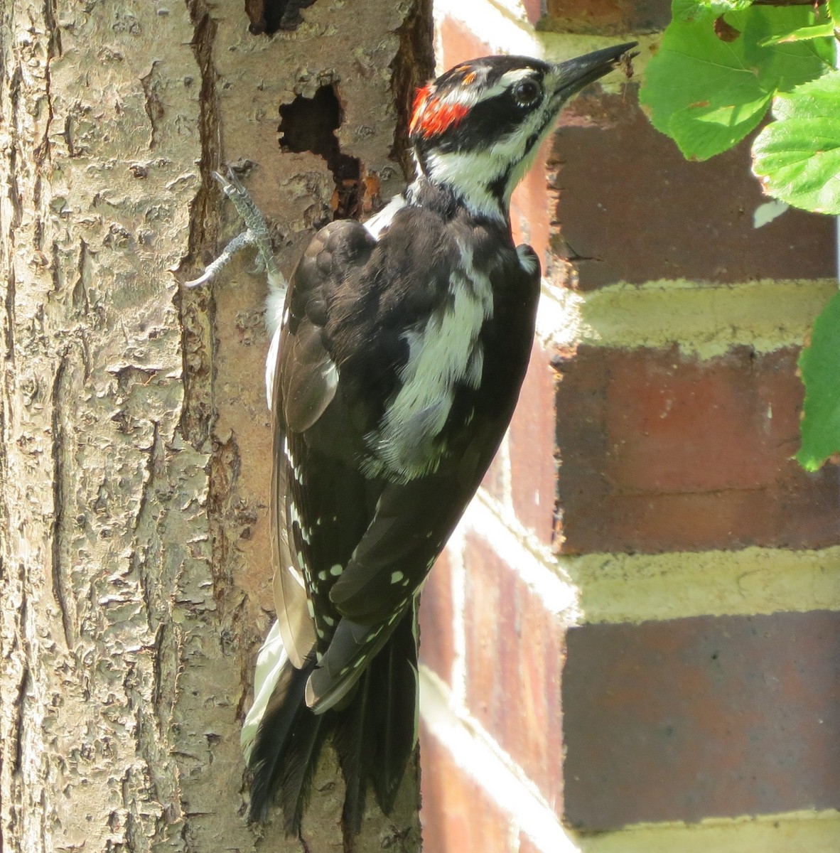 Hairy Woodpecker - Bill Wuerthele