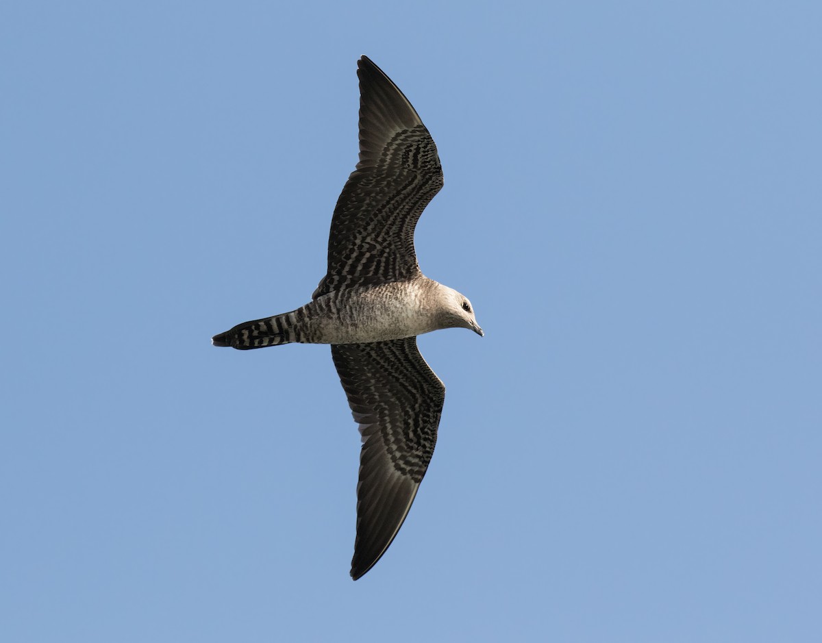 Long-tailed Jaeger - ML67970461