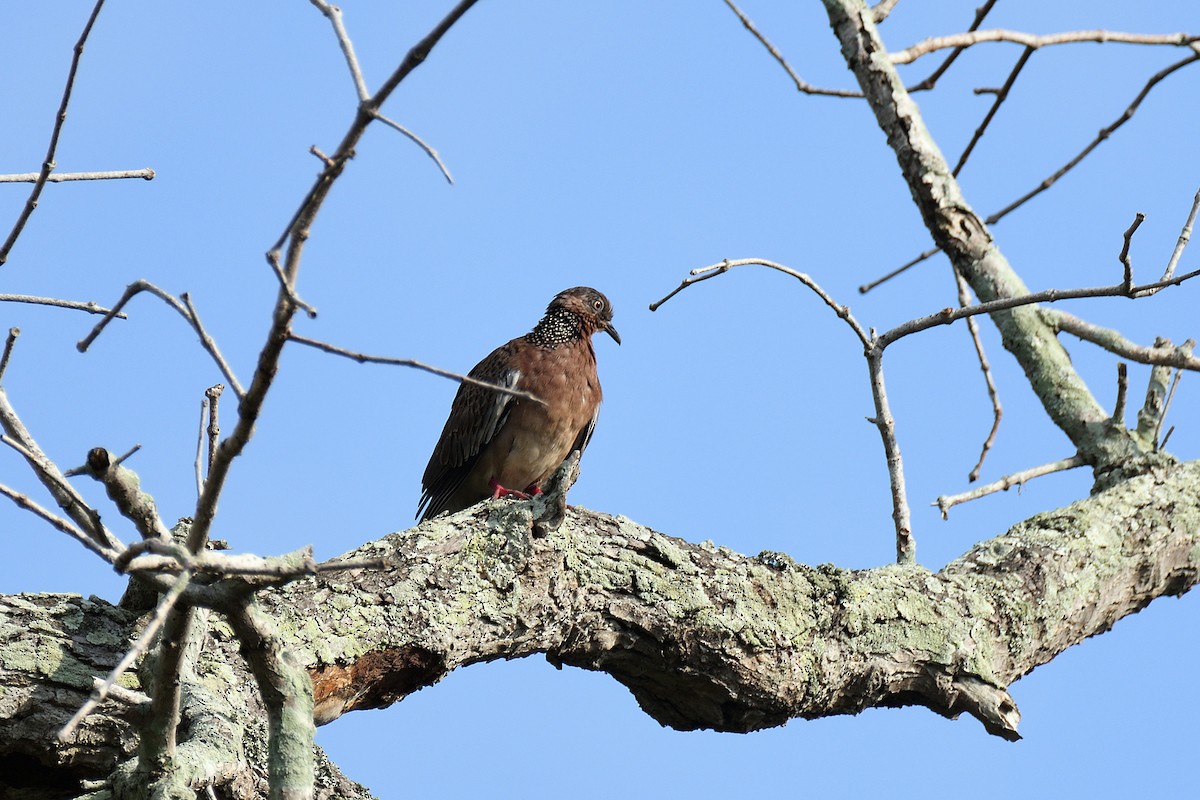 Spotted Dove - terence zahner