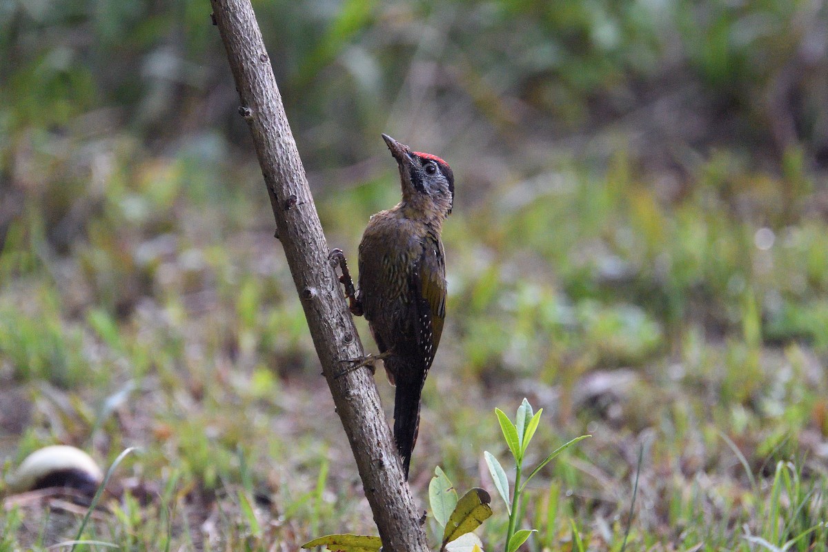 Laced Woodpecker - ML67974601