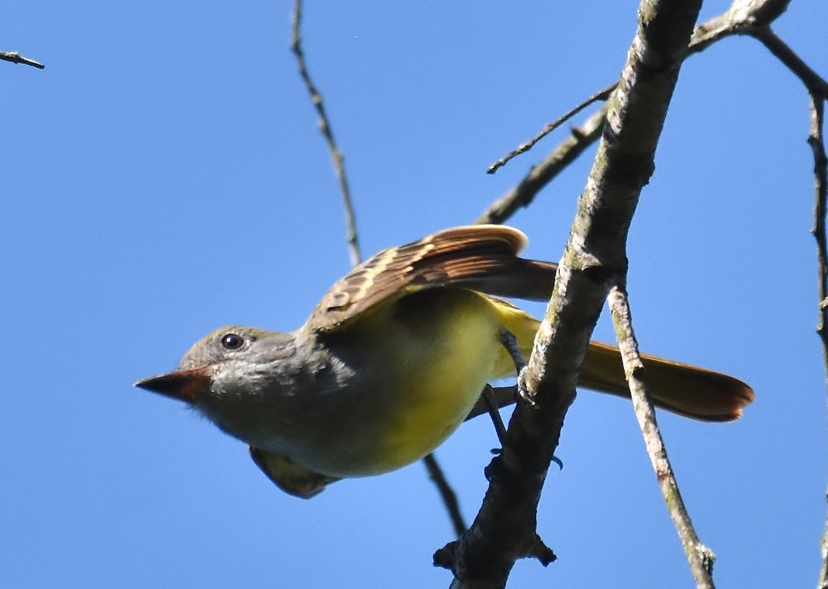 Great Crested Flycatcher - Don Carbaugh