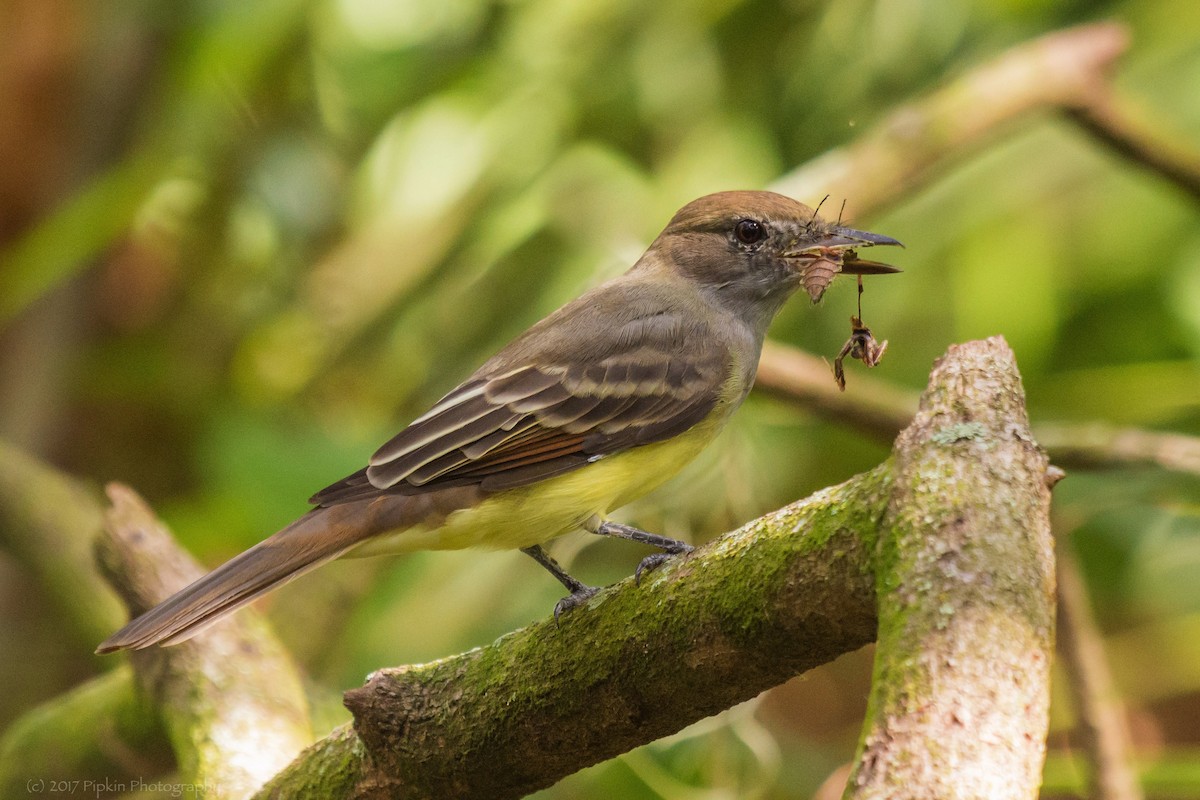 Great Crested Flycatcher - ML67983951