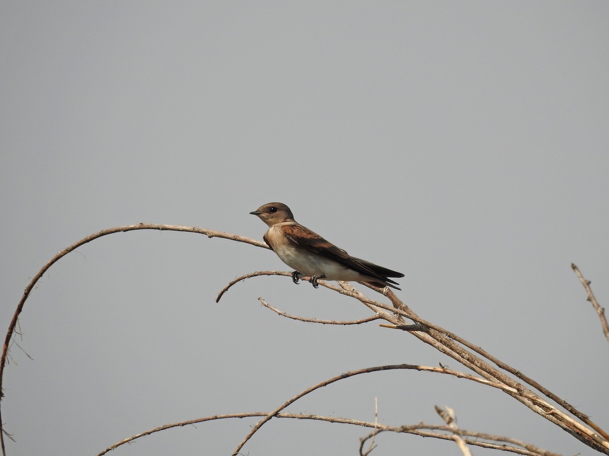 Northern Rough-winged Swallow - Mary Rumple