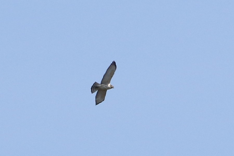 Broad-winged Hawk - ML67986071