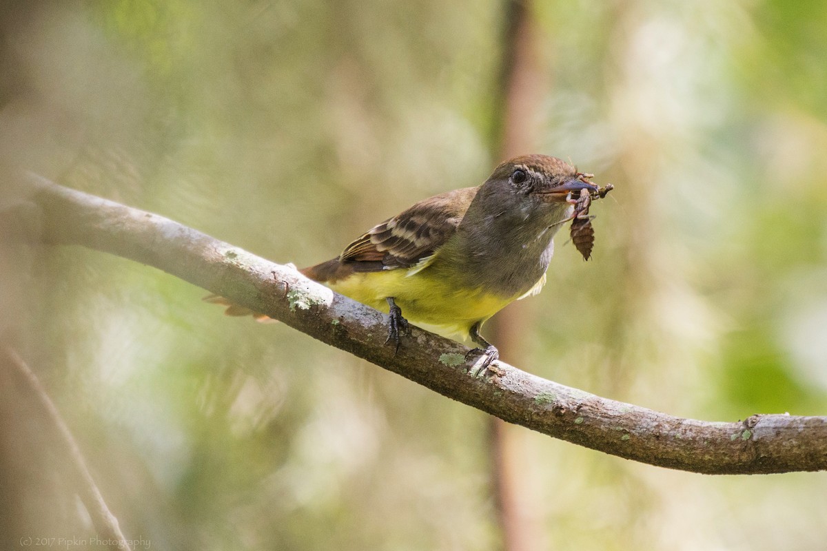 Great Crested Flycatcher - ML67986461