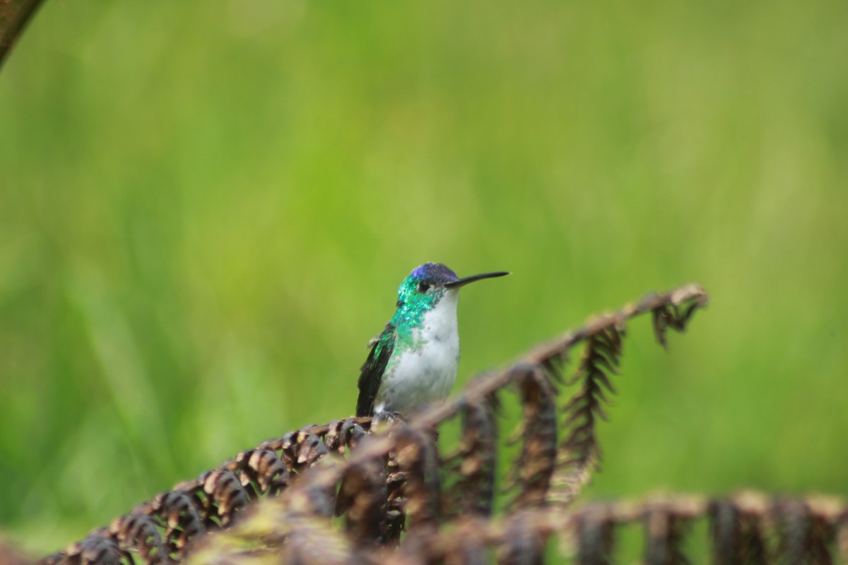 Andean Emerald - Thad Roller
