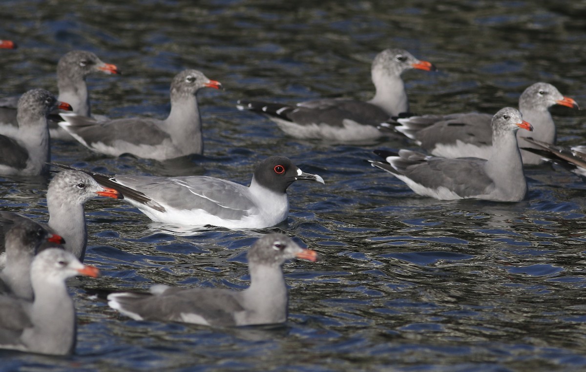 Swallow-tailed Gull - ML67988961