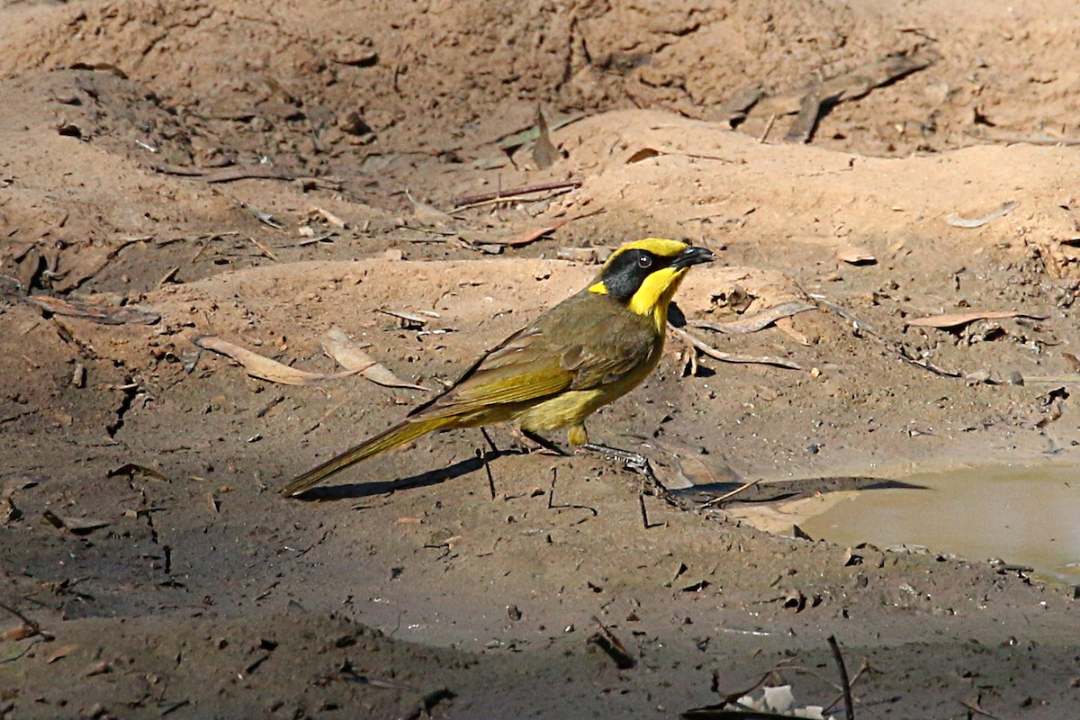 Yellow-tufted Honeyeater (Yellow-tufted) - Leith Woodall