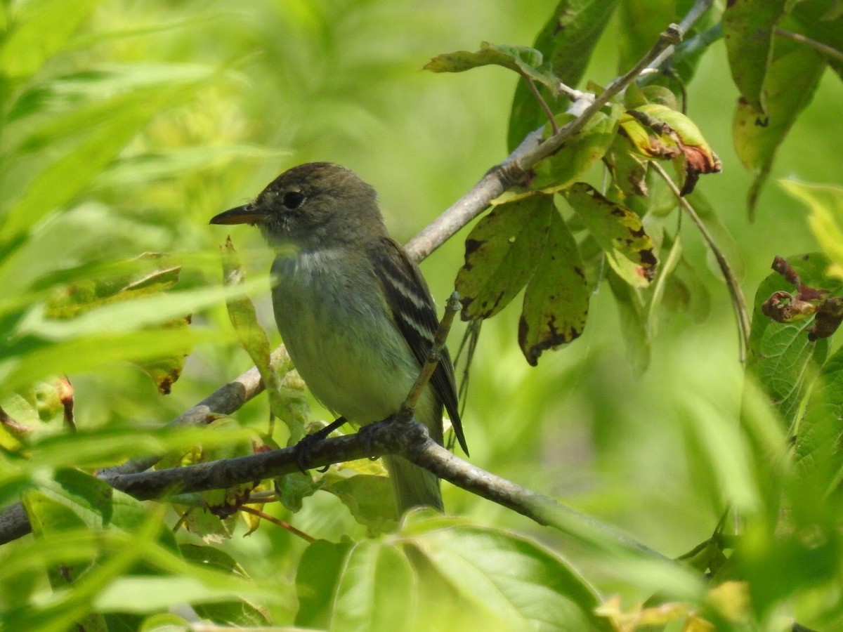 Willow Flycatcher - Bruce Hoover