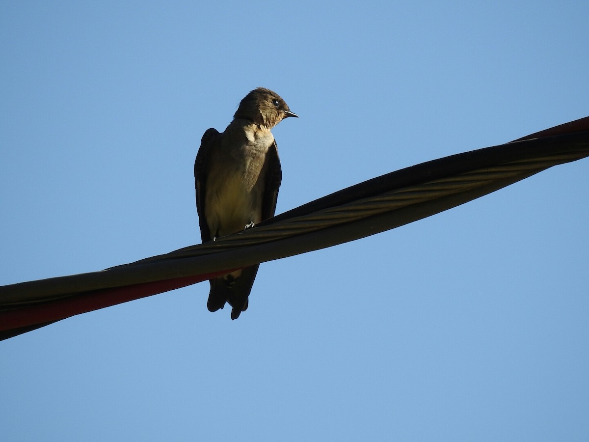Southern Rough-winged Swallow - ML67991141