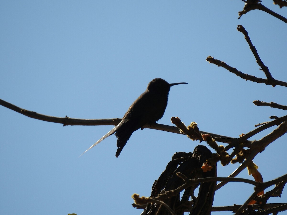 Swallow-tailed Hummingbird - ML67991161