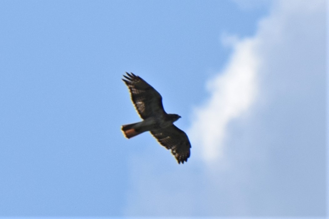 Red-tailed Hawk - Ken Milender