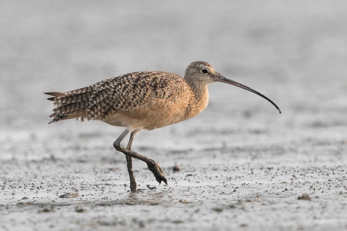Long-billed Curlew - ML67992221