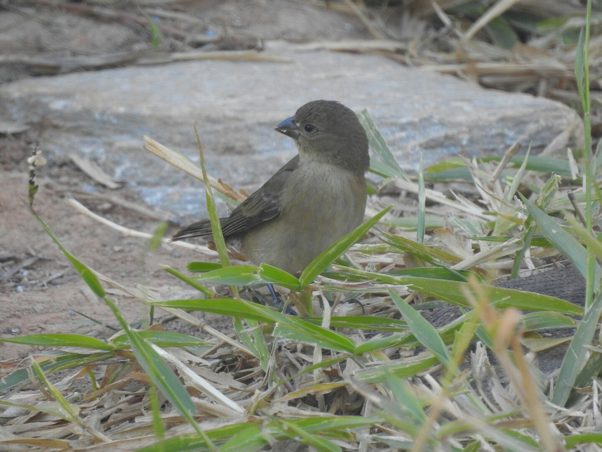 Yellow-bellied Seedeater - ML67993191