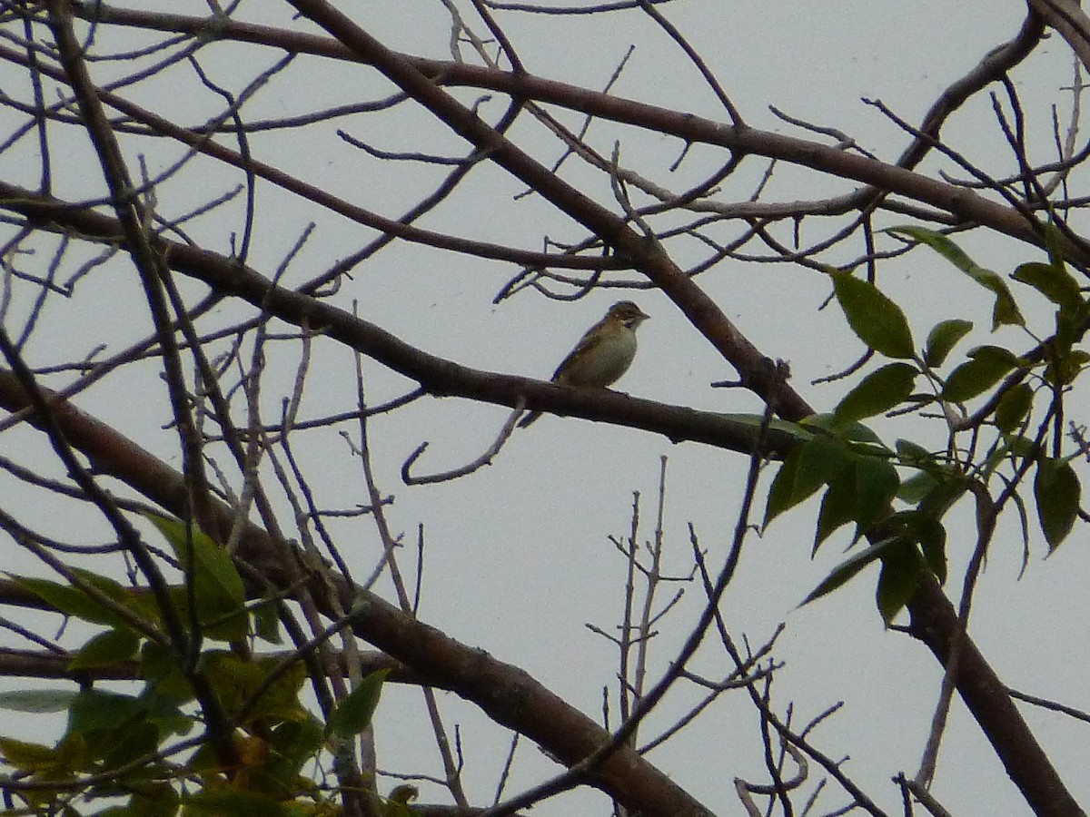 Lark Sparrow - R Green