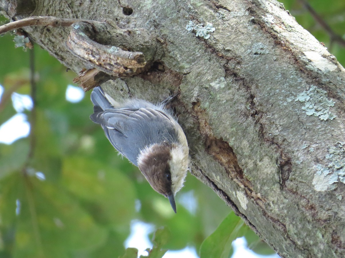 Brown-headed Nuthatch - WS Barbour