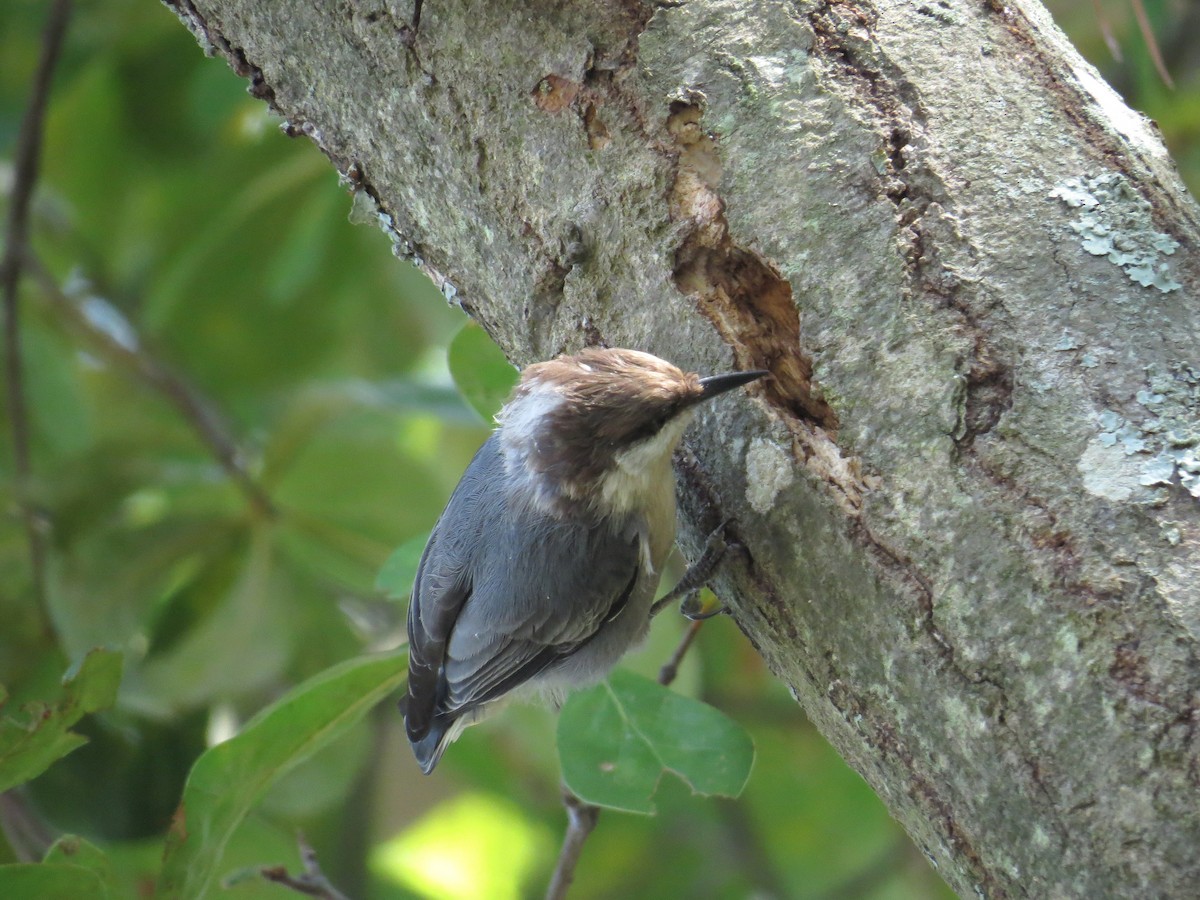 Brown-headed Nuthatch - ML67994871