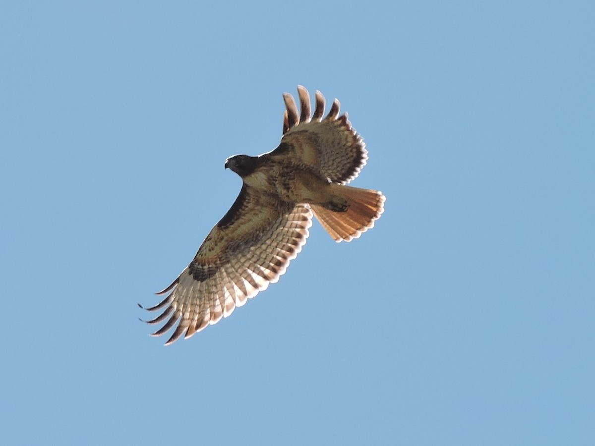 Red-tailed Hawk - Sara Masuda