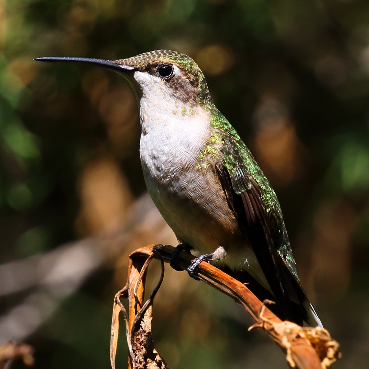 Ruby-throated Hummingbird - Dan Vickers