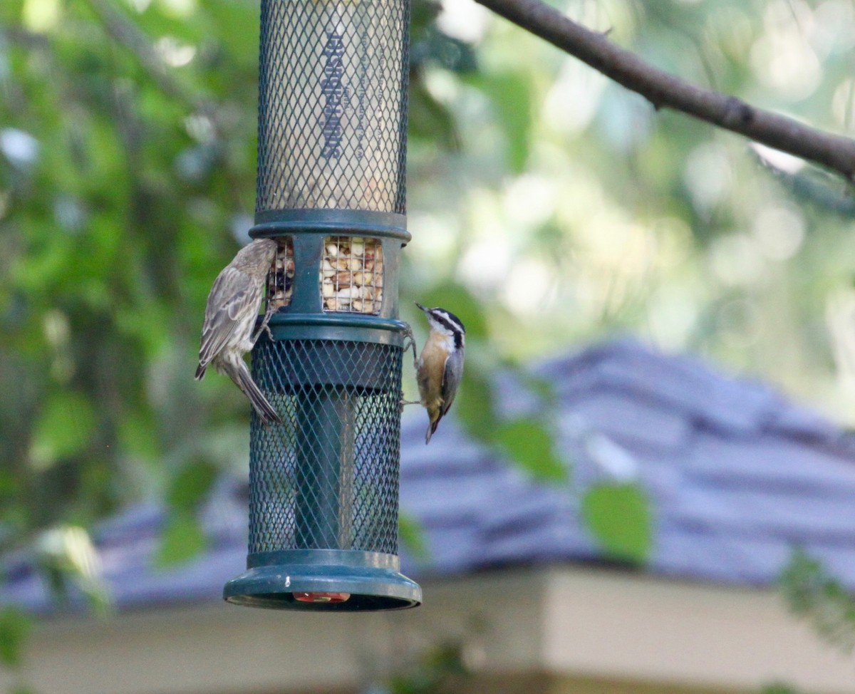 Red-breasted Nuthatch - ML67997151