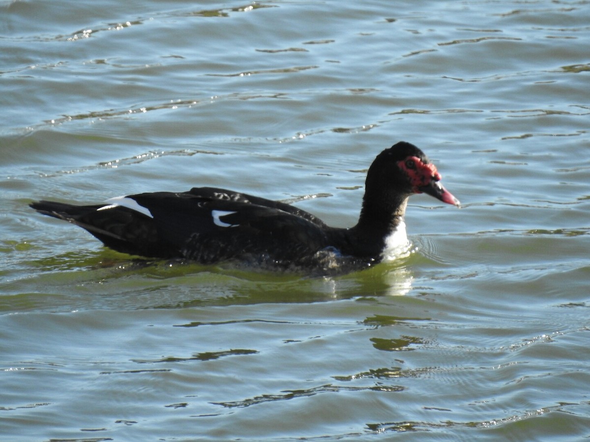 Muscovy Duck (Domestic type) - ML67997431