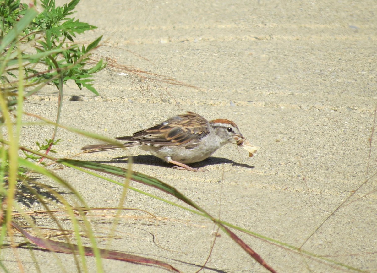 Chipping Sparrow - ML67998361