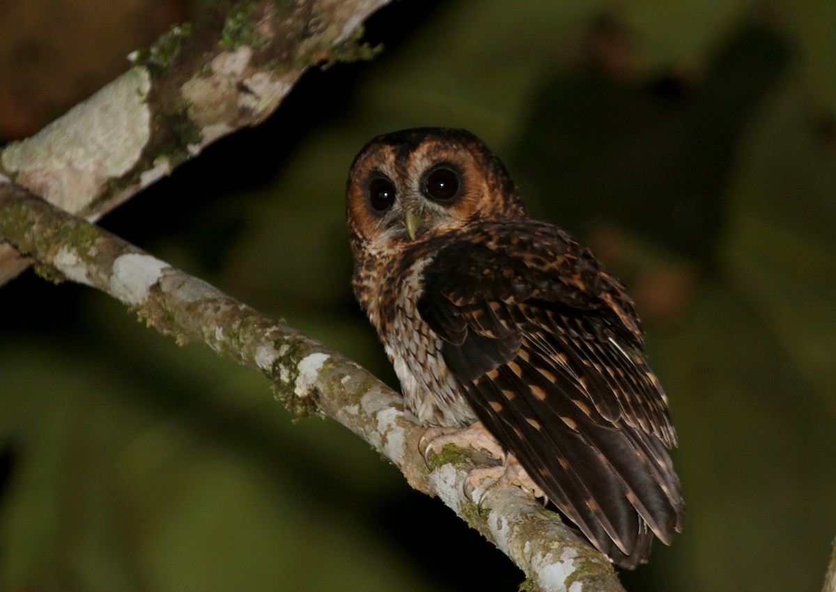 Rufous-banded Owl - ML67999601