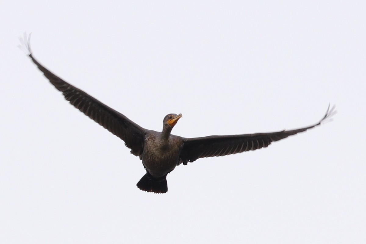 Double-crested Cormorant - Russ Smiley
