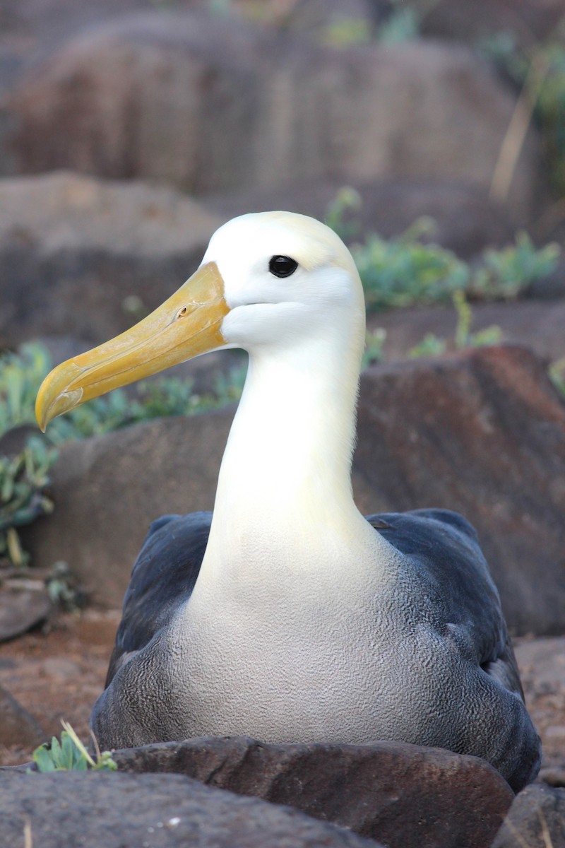 albatros galapážský - ML68003001