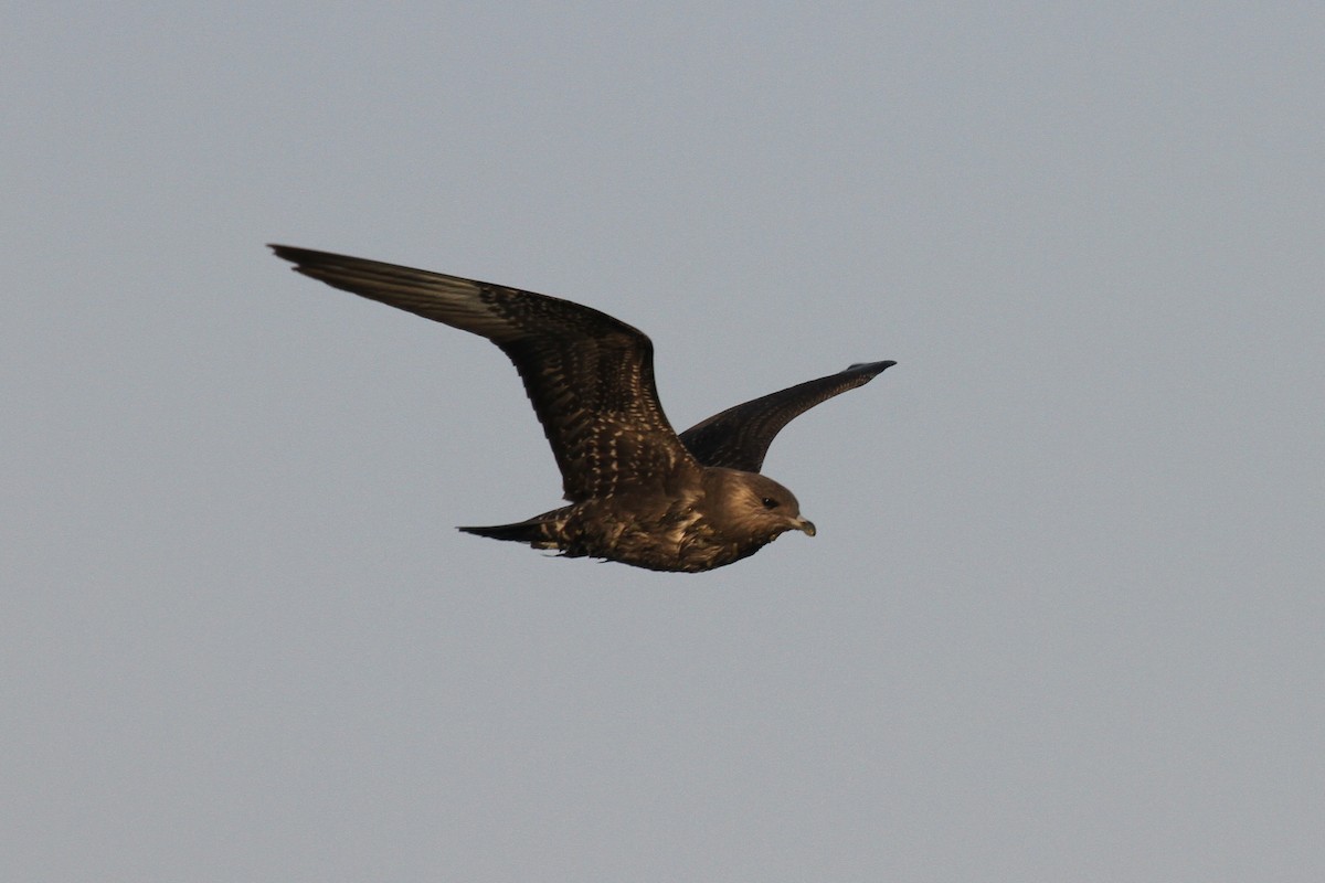 Long-tailed Jaeger - ML68007521