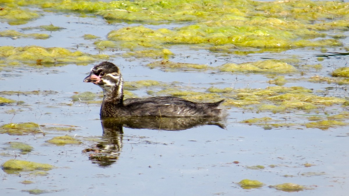 Pied-billed Grebe - Mike Hearell