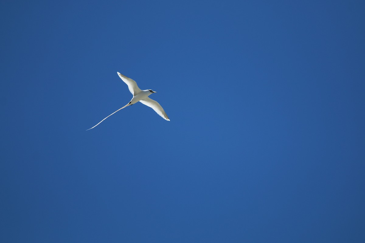 White-tailed Tropicbird - ML68010121