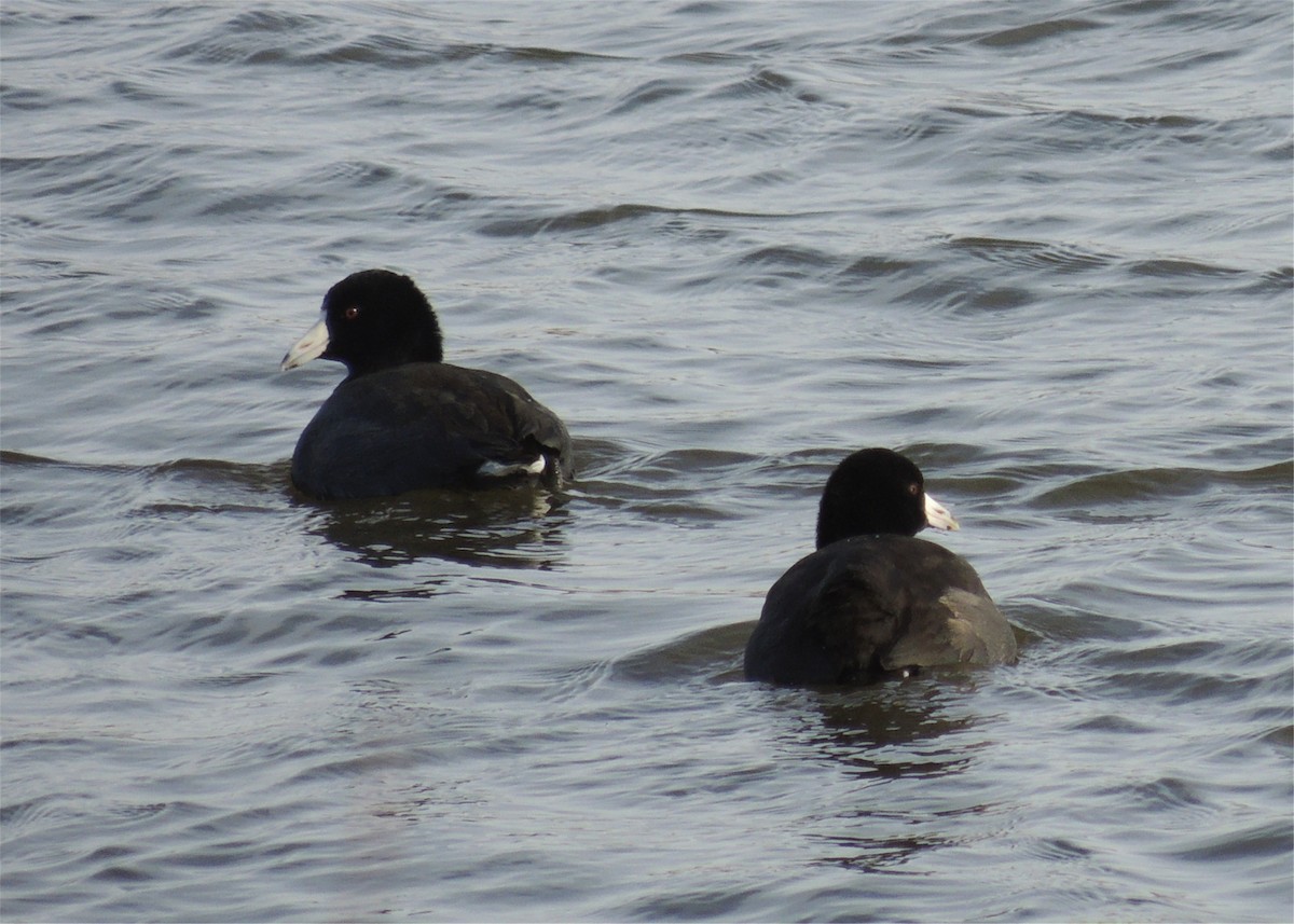 American Coot (Red-shielded) - ML68011081