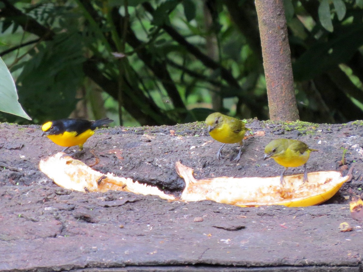 Thick-billed Euphonia (Black-tailed) - Todd Deininger